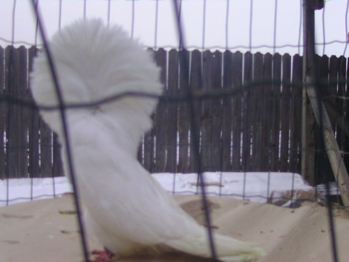 Picture 216 - porumbei gulerati