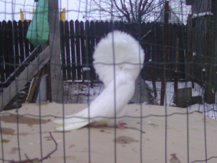 Picture 218 - porumbei gulerati
