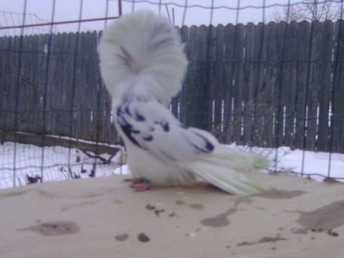 Picture 228 - porumbei gulerati