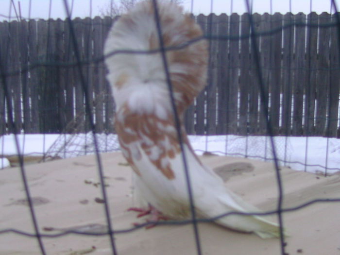 Picture 231 - porumbei gulerati