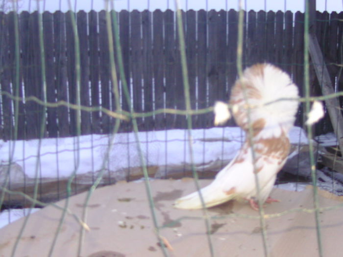 Picture 237 - porumbei gulerati