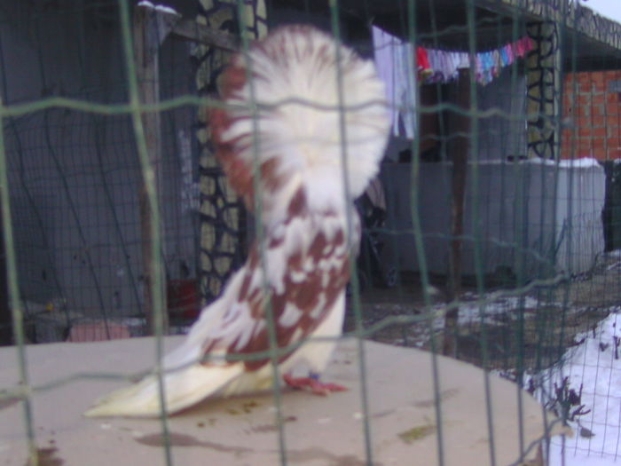 Picture 245 - porumbei gulerati