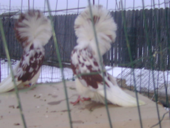 Picture 246 - porumbei gulerati