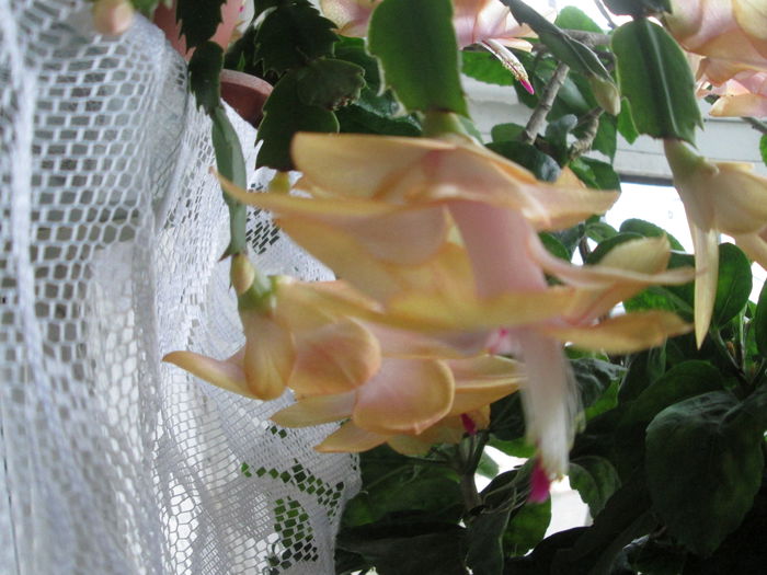 schlumbergera portocalie