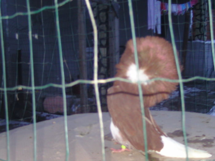 Picture 268 - porumbei gulerati