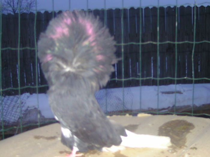 Picture 284 - porumbei gulerati
