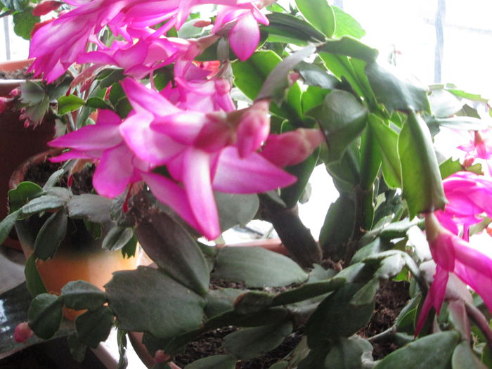 schlumbergera mov - flori de decembrie 2014