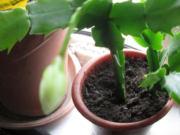 schlumbergera -boboc