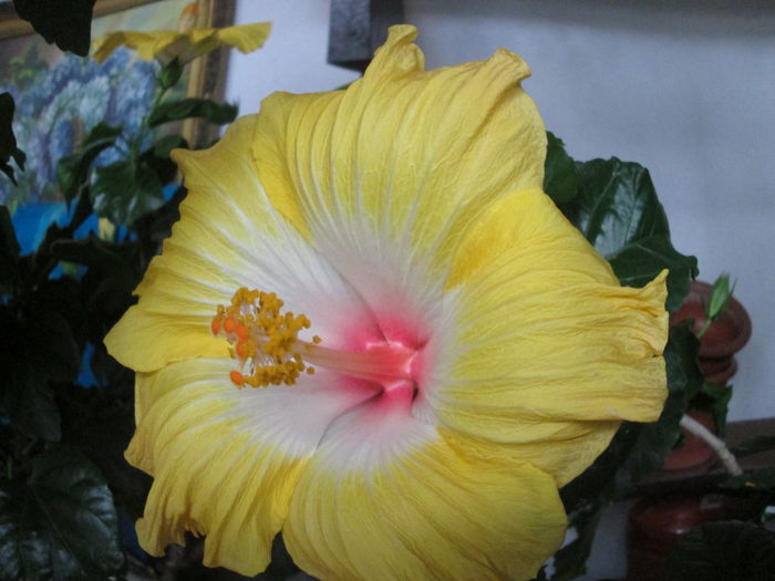 hibiscus - flori de decembrie 2014