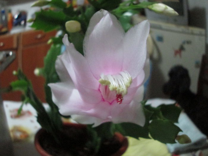 schlumbergera roz - flori de decembrie 2014