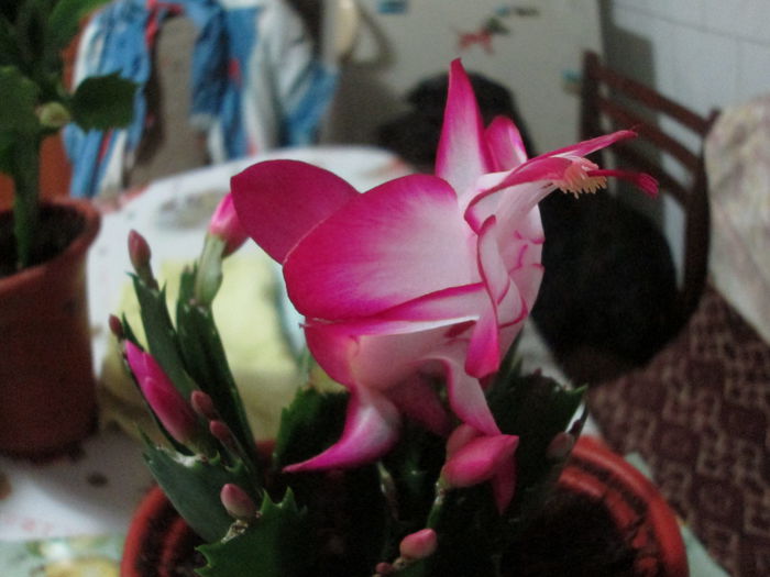 schlumbergera mov cu alb - flori de decembrie 2014