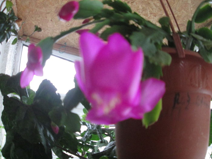 schlumbergera mov - flori de decembrie 2014