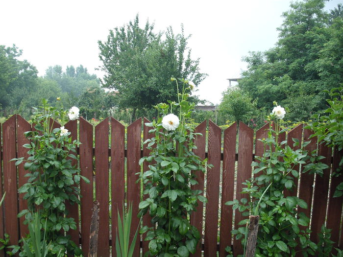 DSCF4975 - Plante de gradina