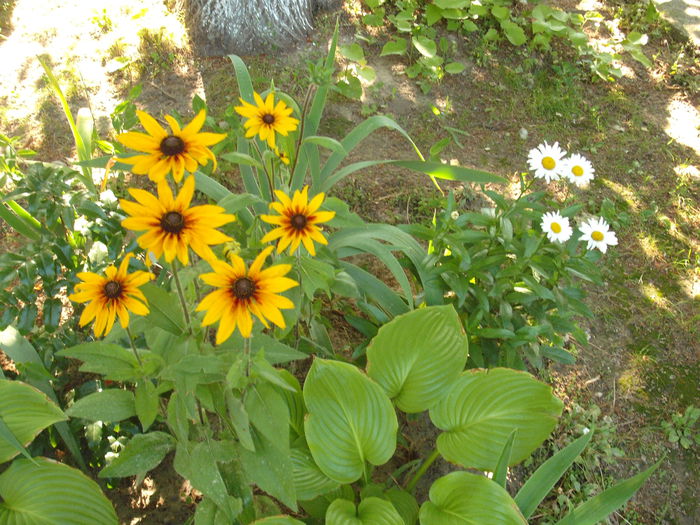 Rubdekia - Plante de gradina