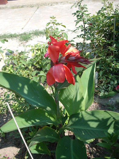 Canna indica - Plante de gradina