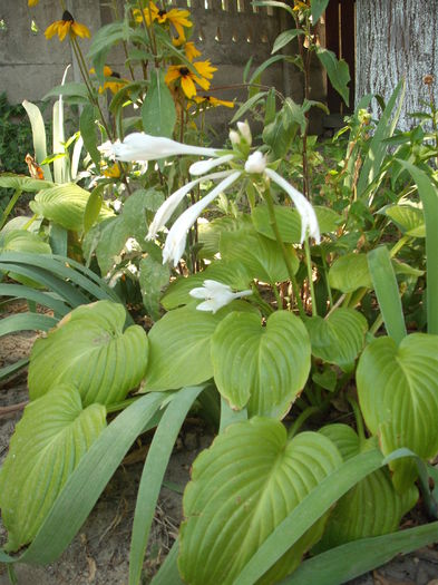 Hosta - Plante de gradina