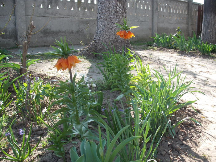 Fritillaria - Plante de gradina