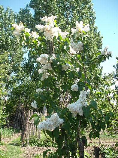 DSCF6868 - Plante de gradina