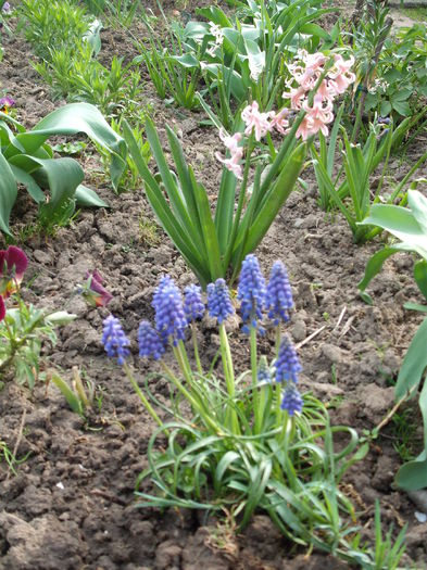 Muscari - Plante de gradina