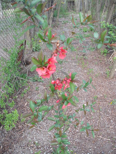 Gutui japonez - Plante de gradina