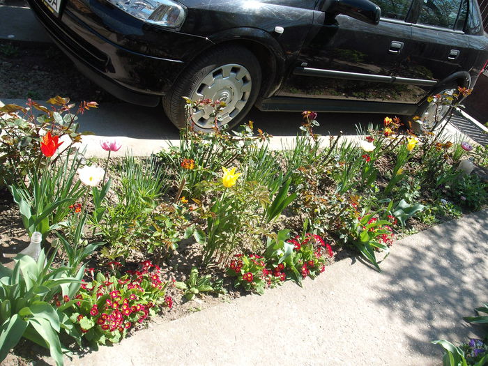 DSCF4351 - Plante de gradina