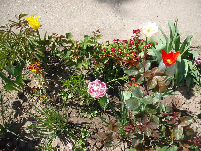 DSCF4355 - Plante de gradina