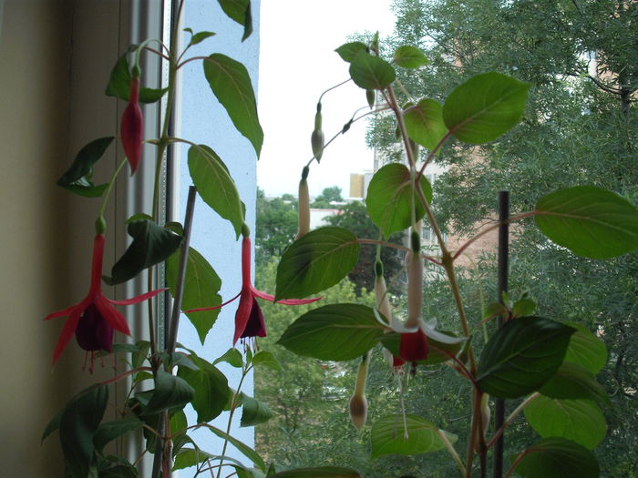 DSCF4758 - Plante la ghiveci