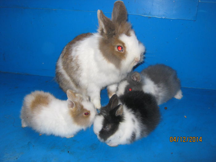 Picture 156=fem cu 3 pui;1 luna ;