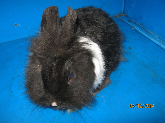 162=FEMELA PITIC ;MONTATA ;10 11 2014 ;