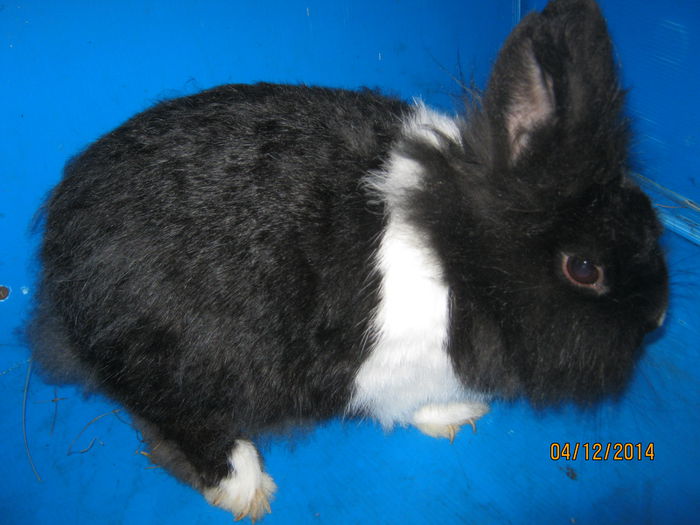 Picture 163;VIITOARE MAMA ;