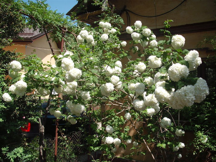 Calin - Plante de gradina