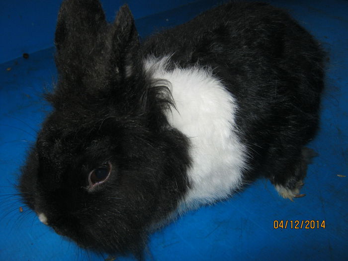 ;=FEMELA PITIC ;NR 3 ;1 AN ;