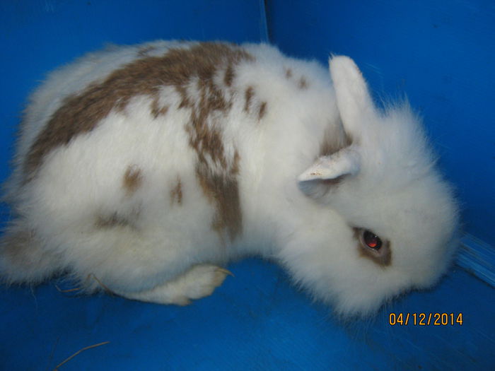 165=FEMELA PITIC =Nr 4 =1 AN;