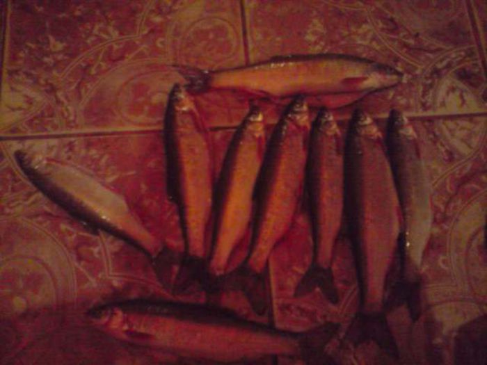 Scobari prinsi azi 4 decembrie 2014