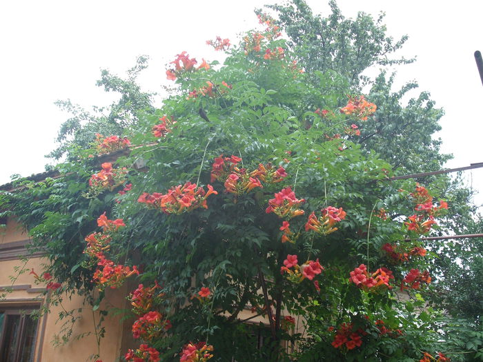 Campsis radicans - Plante de gradina