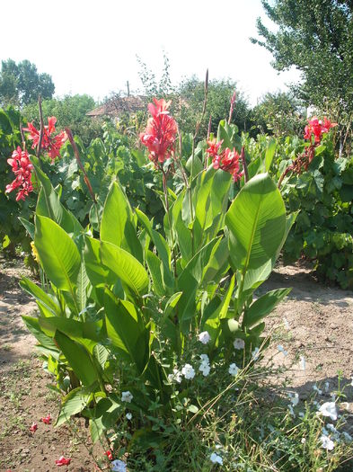 Canna indica - Plante de gradina