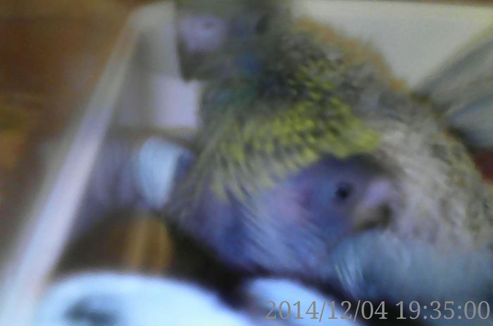 IMG_20141204_193500_2CS