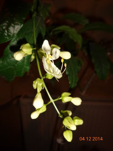 DSC01105 - clerodendron prospero