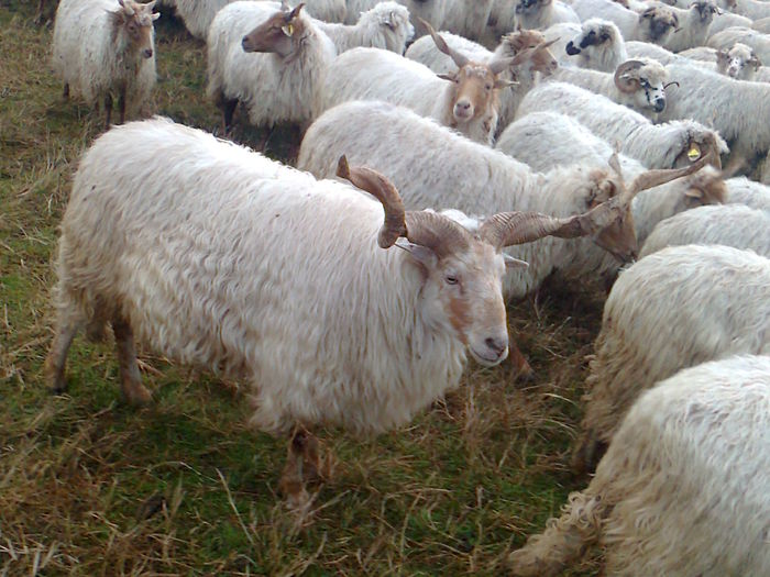 Berbec de vanzare; Berbec de rasa RATCA mior
