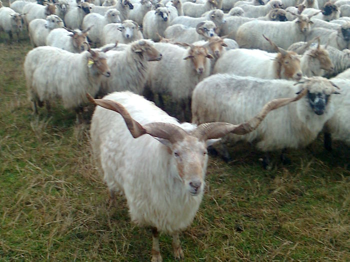 Berbec de vanzare; Berbec de rasa RATCA mior
