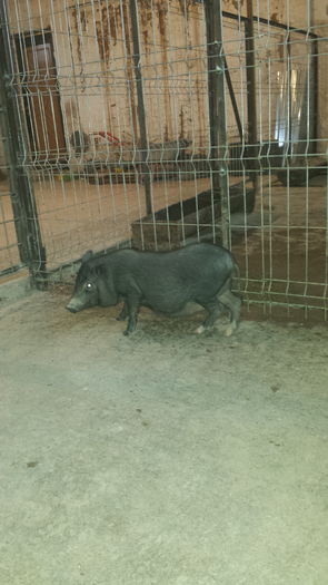 20141204_103637 - Porci vietnamezi