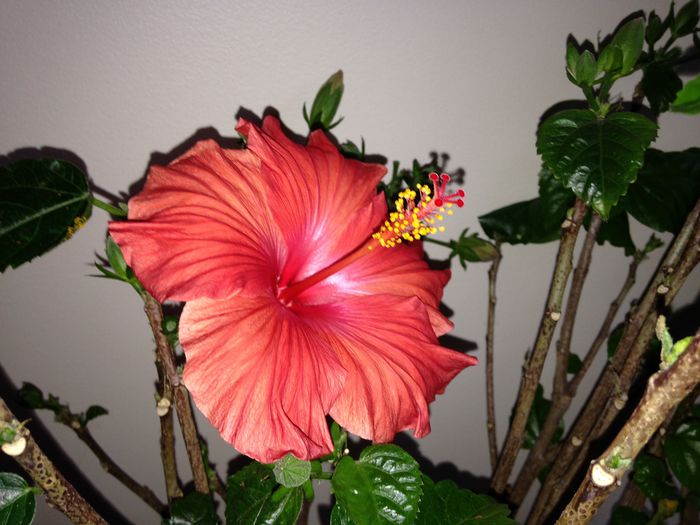 04 dec. 2014 - Hibiscus