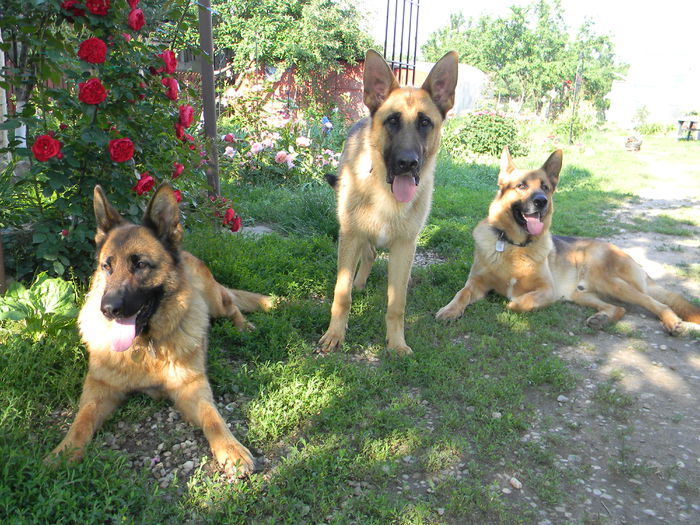 vara