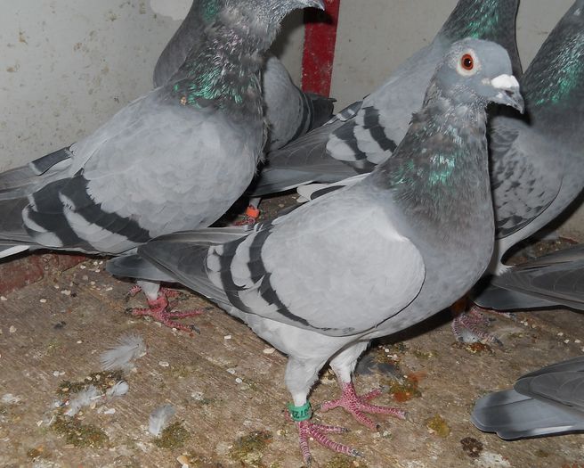 Vanata 22; Este sora de cuib cu 0160723-2011 F (Norma Palmares Fond 2014)
Este fiica din 1194507-2008 M (Loc 25 National 2010 Mare Fond Maturi), Norma Maraton Palmares
Si din 1194519-2008 Norma As Maraton 2010
