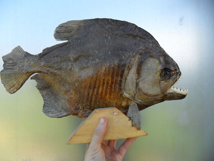 noua achizitie piranha 45 cm