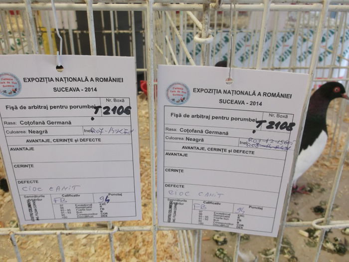 EROARE LA NUMARATOARE - EXPOZITIE NATIONALA SUCEAVA 2014