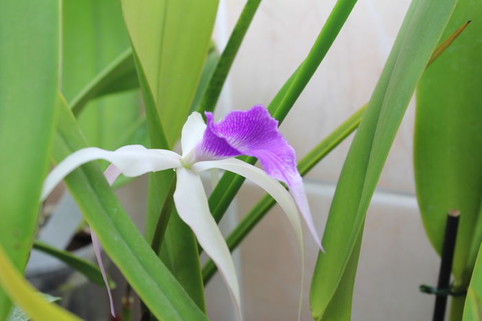 Bc Amethyst - Orhidee