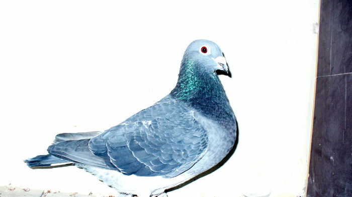 Negru "323"; 0095323-2012 Norma maraton 2014
Frate bun cu 0480965-2011 Fond 2012 Maraton 2012
0095361-2012 Maraton 2013 
Maraton 2014
Maraton Palmares 2 ani 2014
Maraton Extrem 2014
Maraton National 2014
