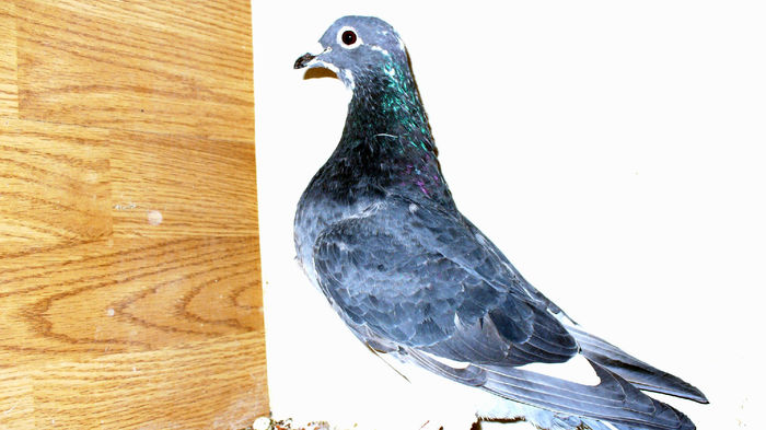 Tardivu; Fiu din Loc 1 AS Maraton   Loc 2 Maraton Maturi  + Loc 2 Maraton National Tineret Loc 2 Maraton Extrem Tineret
