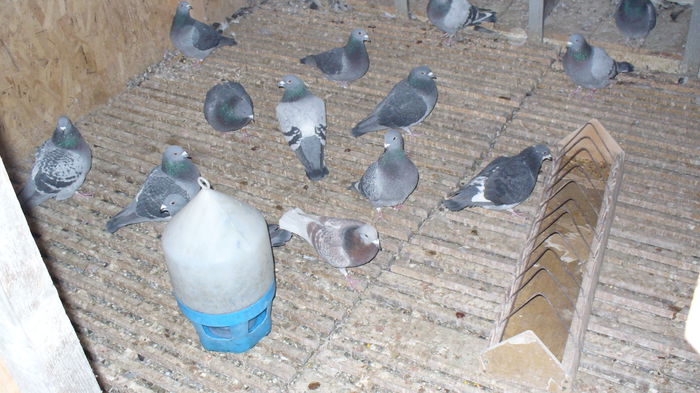 Picture 011; Compartiment zburatori - masculi!
